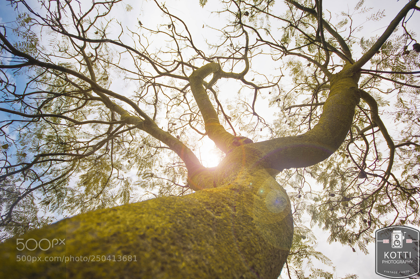 Canon EOS 550D (EOS Rebel T2i / EOS Kiss X4) sample photo. Spring tree photography