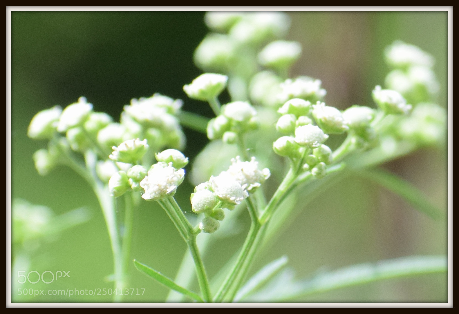 Nikon D5300 sample photo. White flower photography