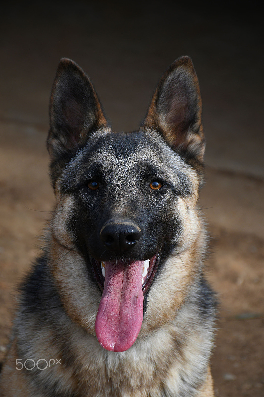 Nikon D7500 sample photo. Luna photography