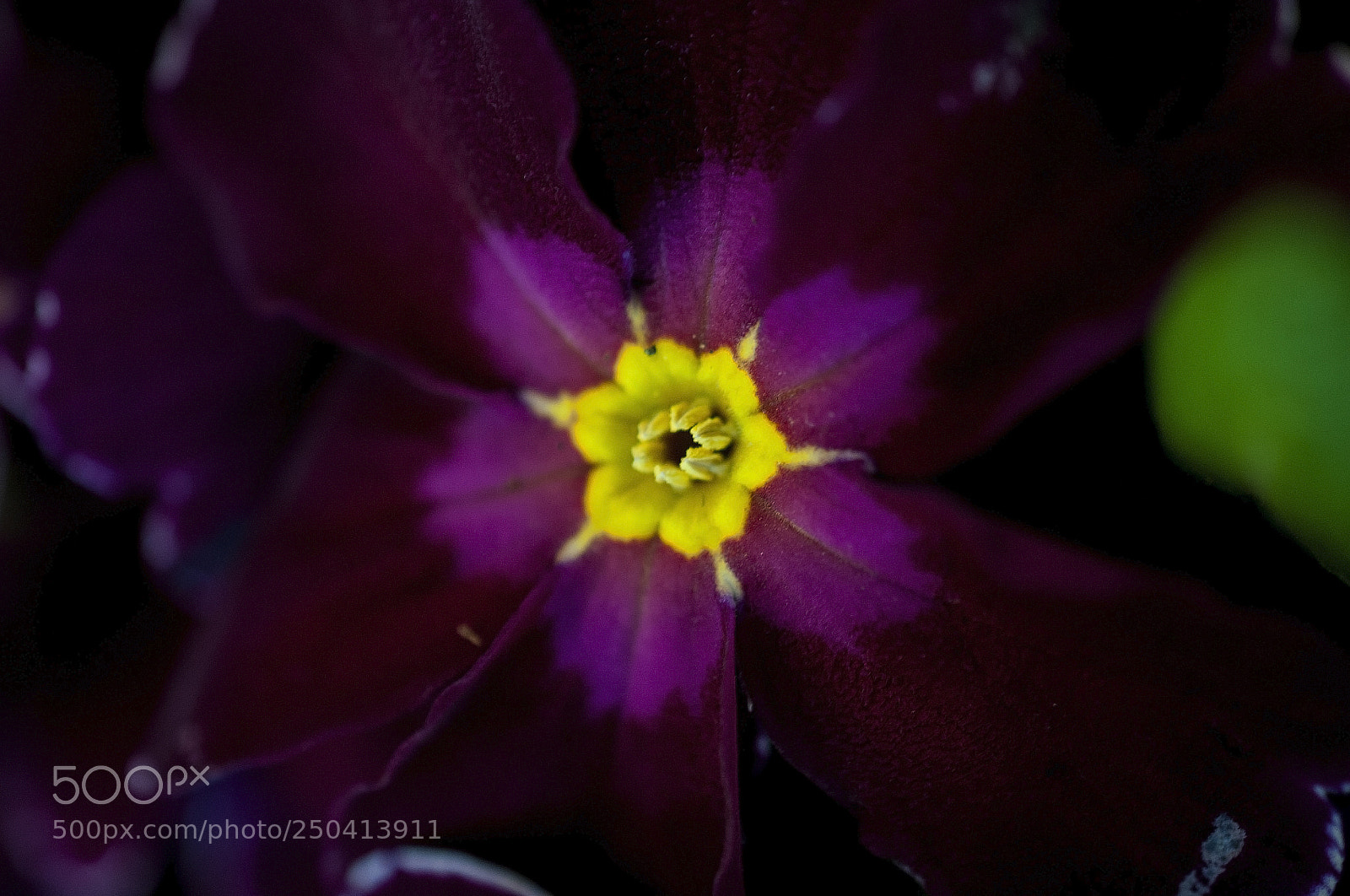 Nikon D700 sample photo. A dark flower with photography