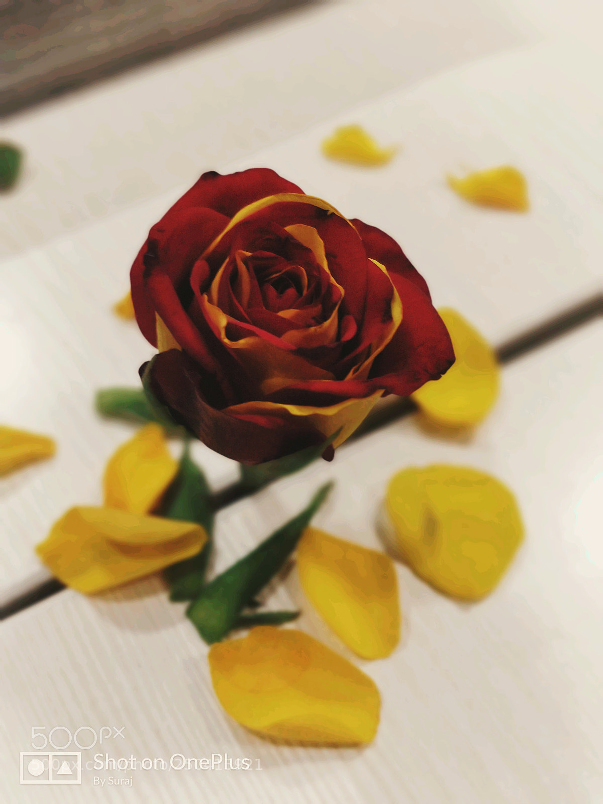 OnePlus 5 sample photo. Rose hybrid photography