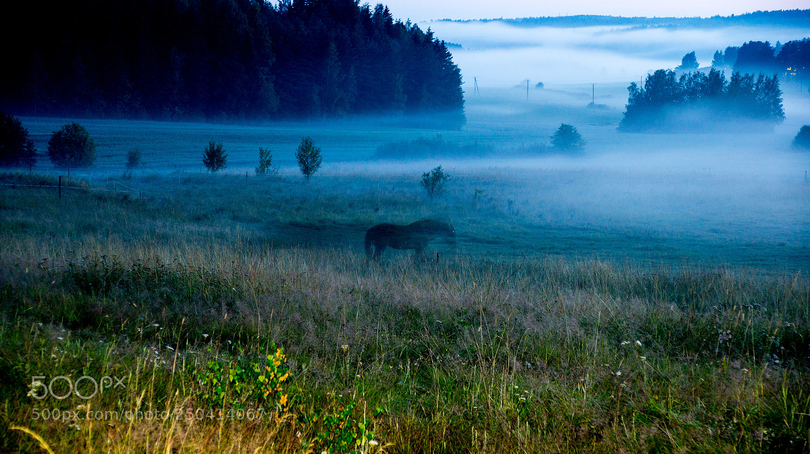 Sony SLT-A33 sample photo. Ghost horse in the photography