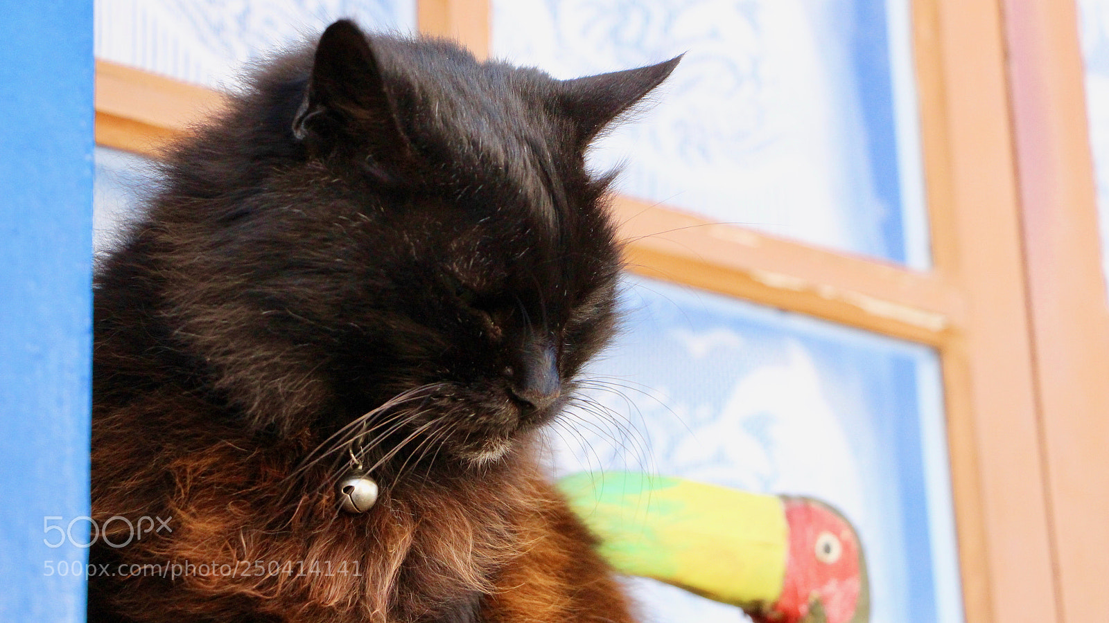 Canon EOS 700D (EOS Rebel T5i / EOS Kiss X7i) sample photo. El gato photography