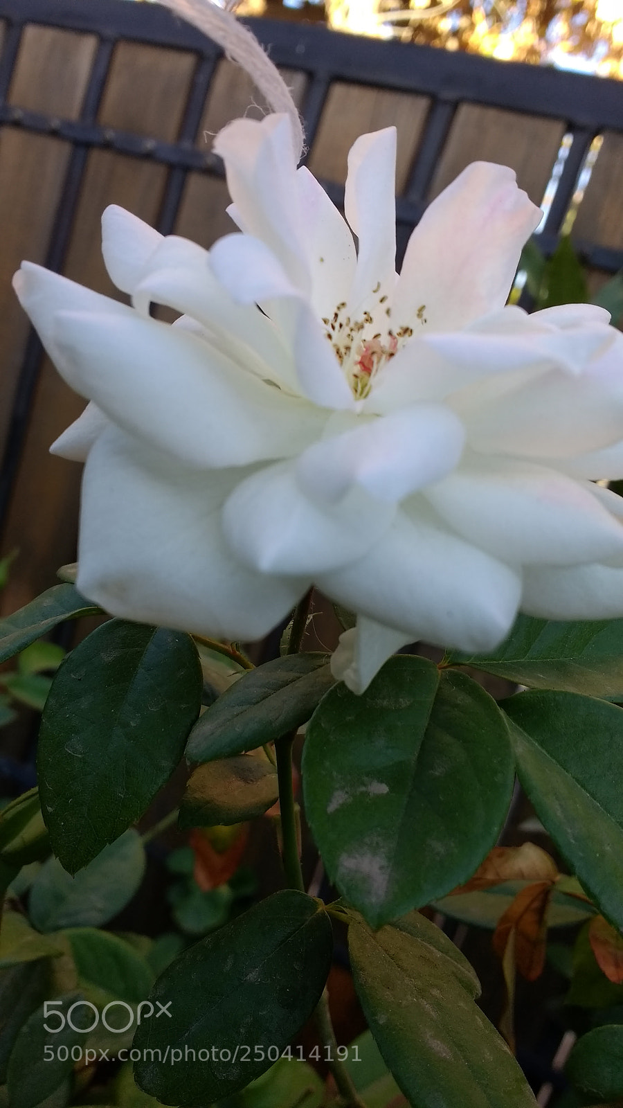 Motorola Moto G (4) sample photo. Untitled photography