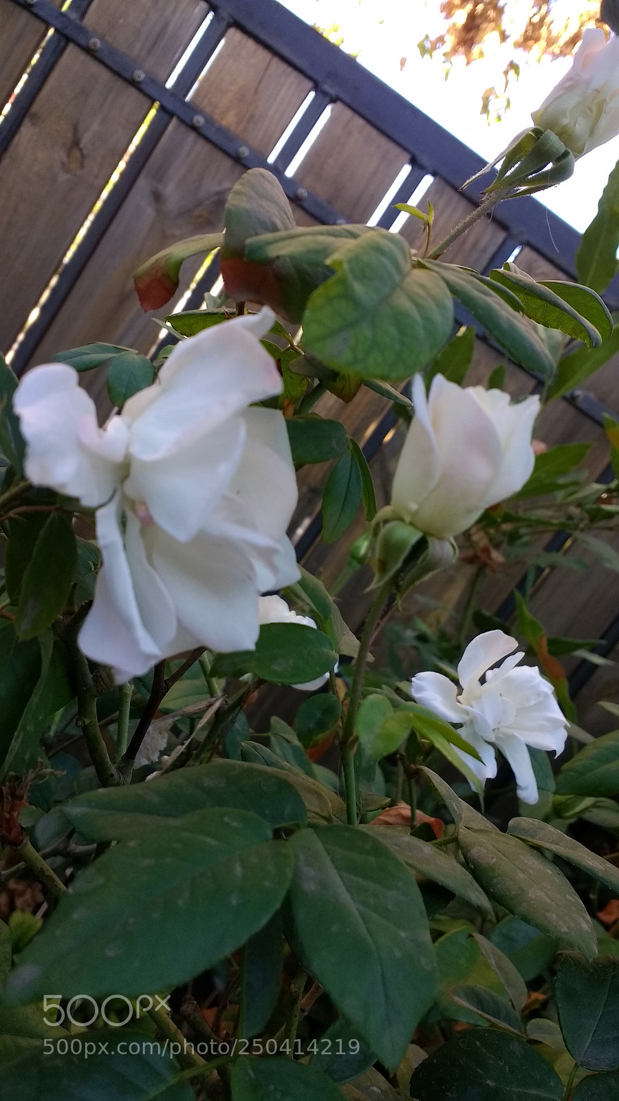 Motorola Moto G (4) sample photo. Untitled photography