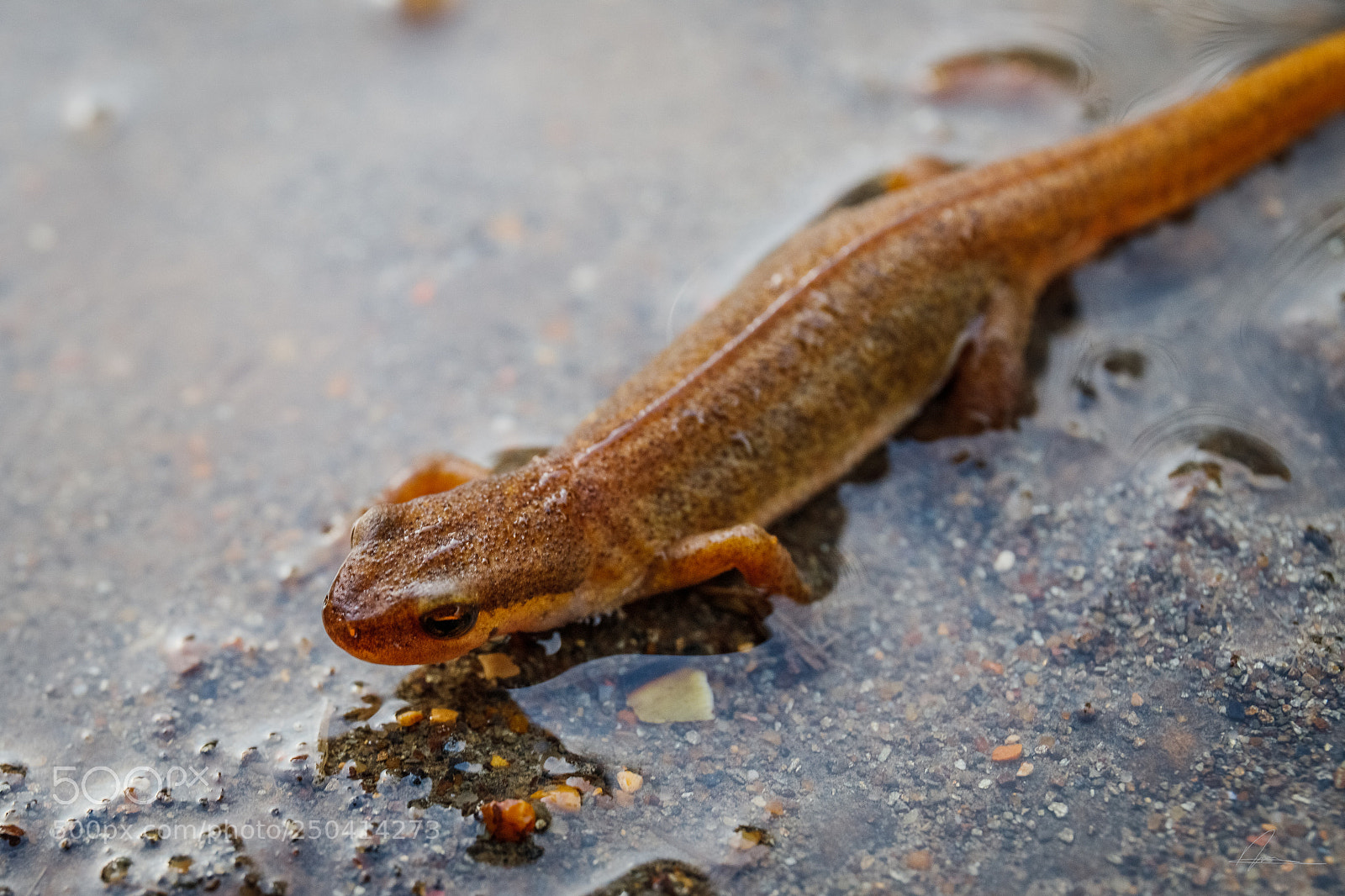 Canon EOS 6D Mark II sample photo. Newt photography