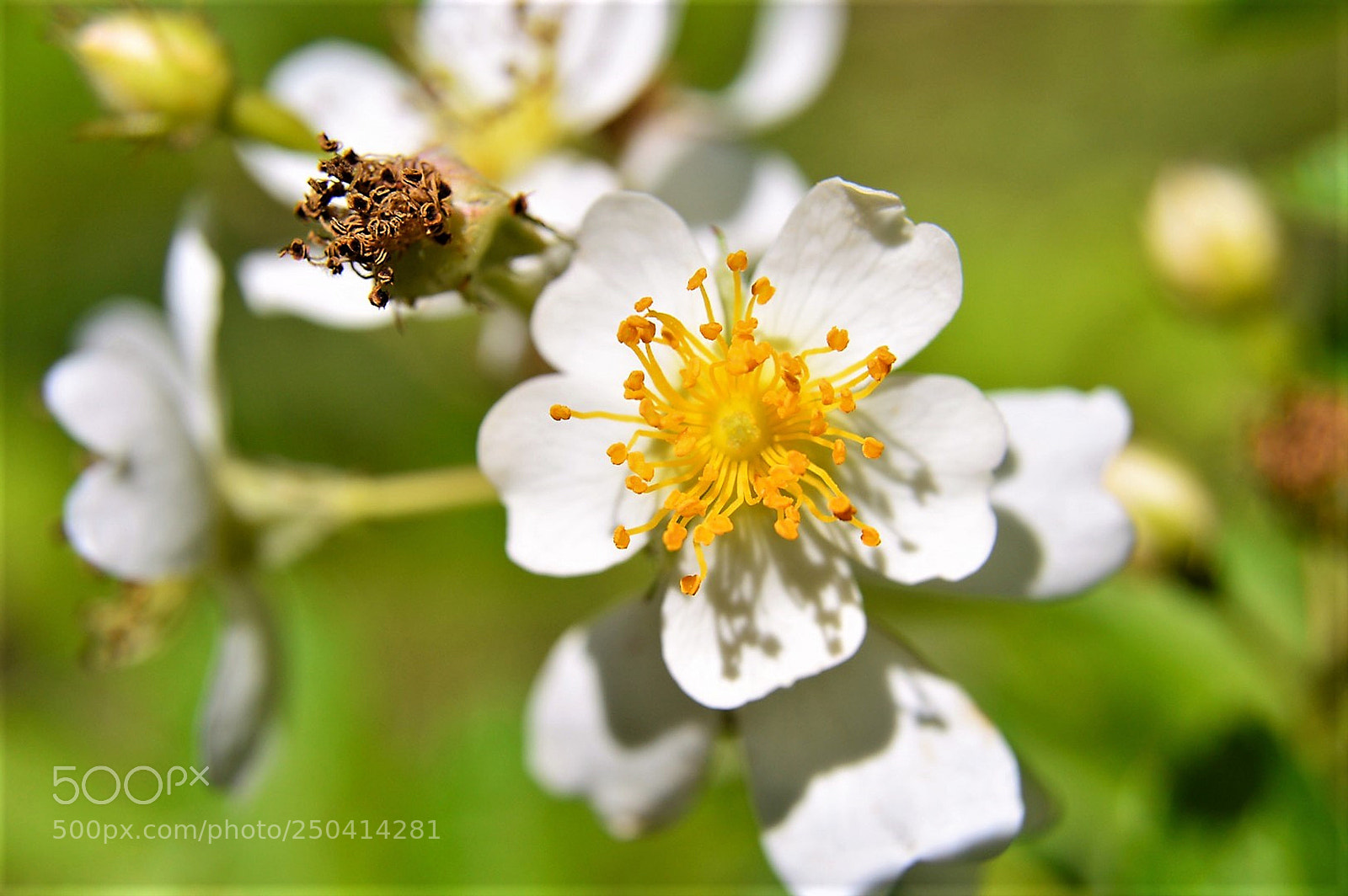 Nikon D3200 sample photo. Blooming beauty photography