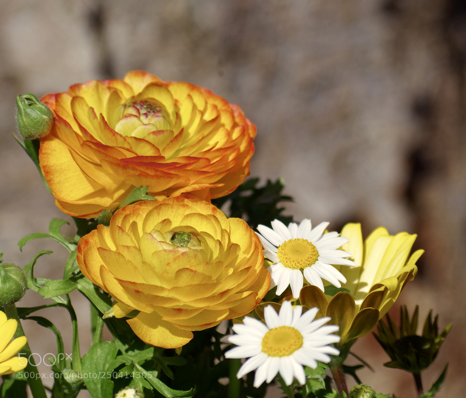 Pentax K-50 sample photo. Color photography