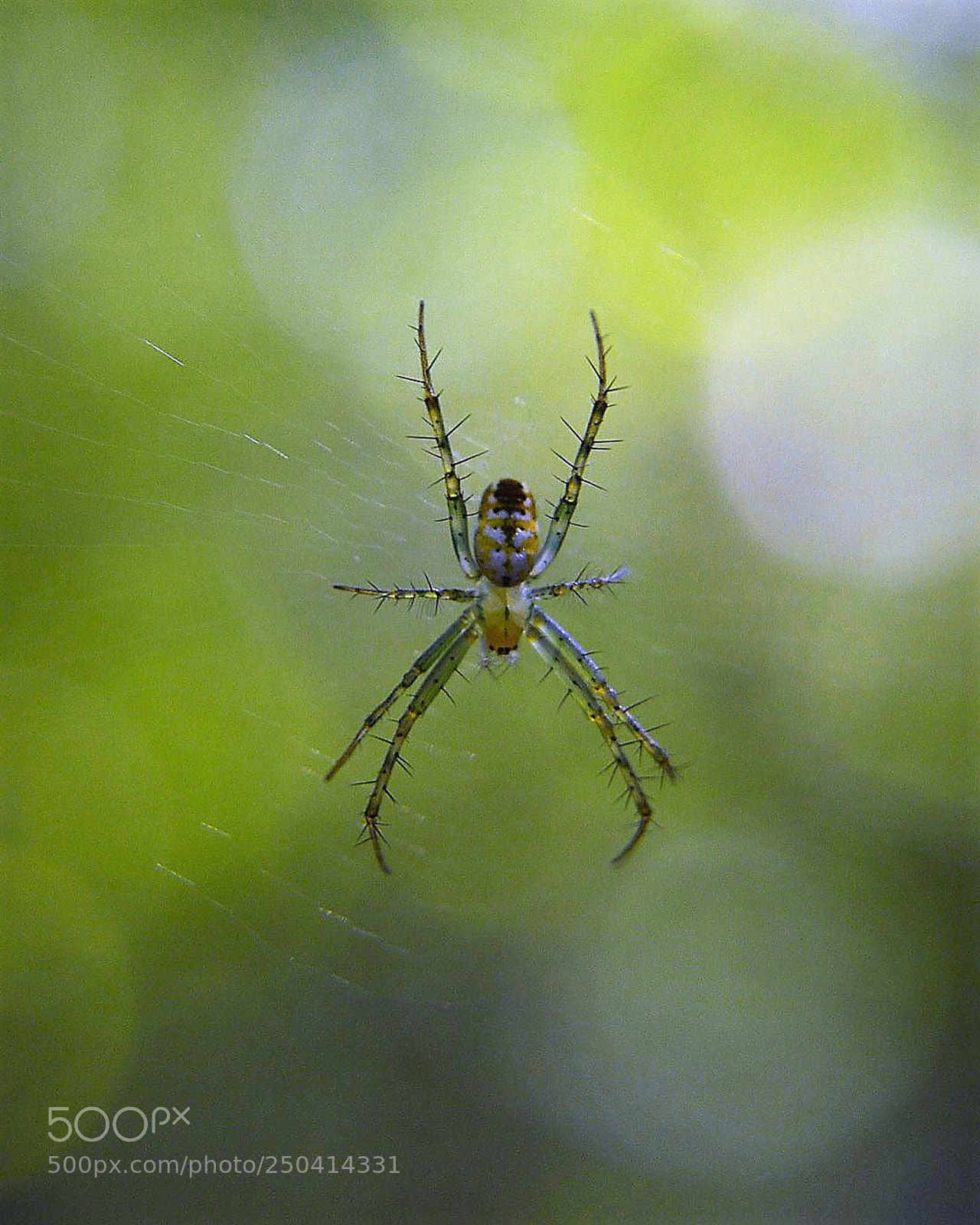 Nikon D3200 sample photo. Leucauge venusta photography