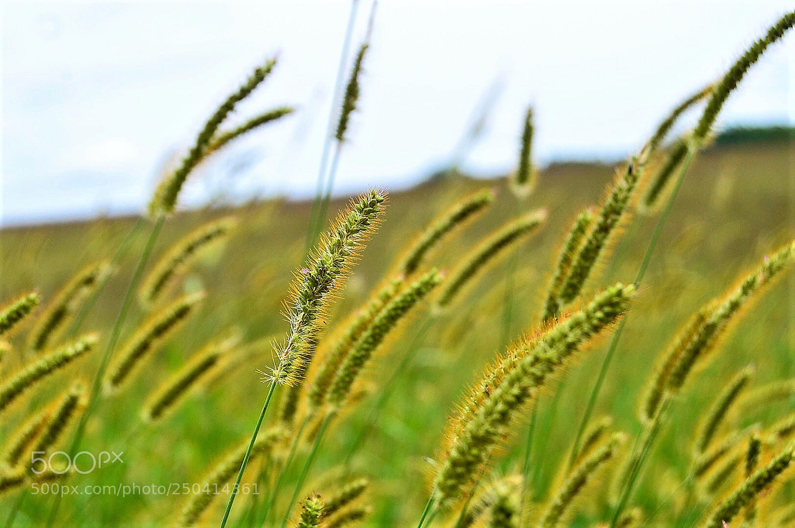 Nikon D3200 sample photo. Field of gold photography