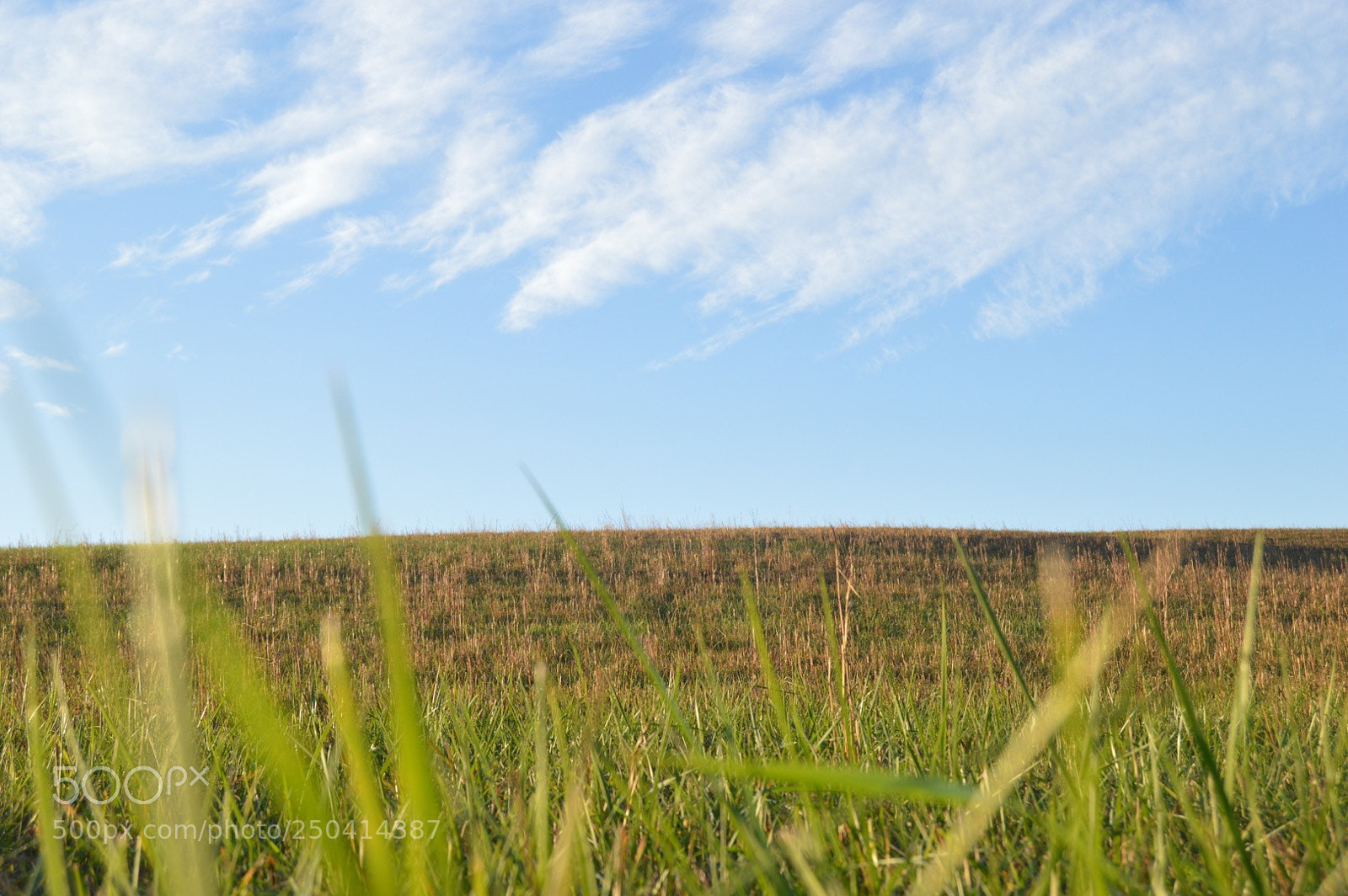 Nikon D3200 sample photo. Blades of grass photography