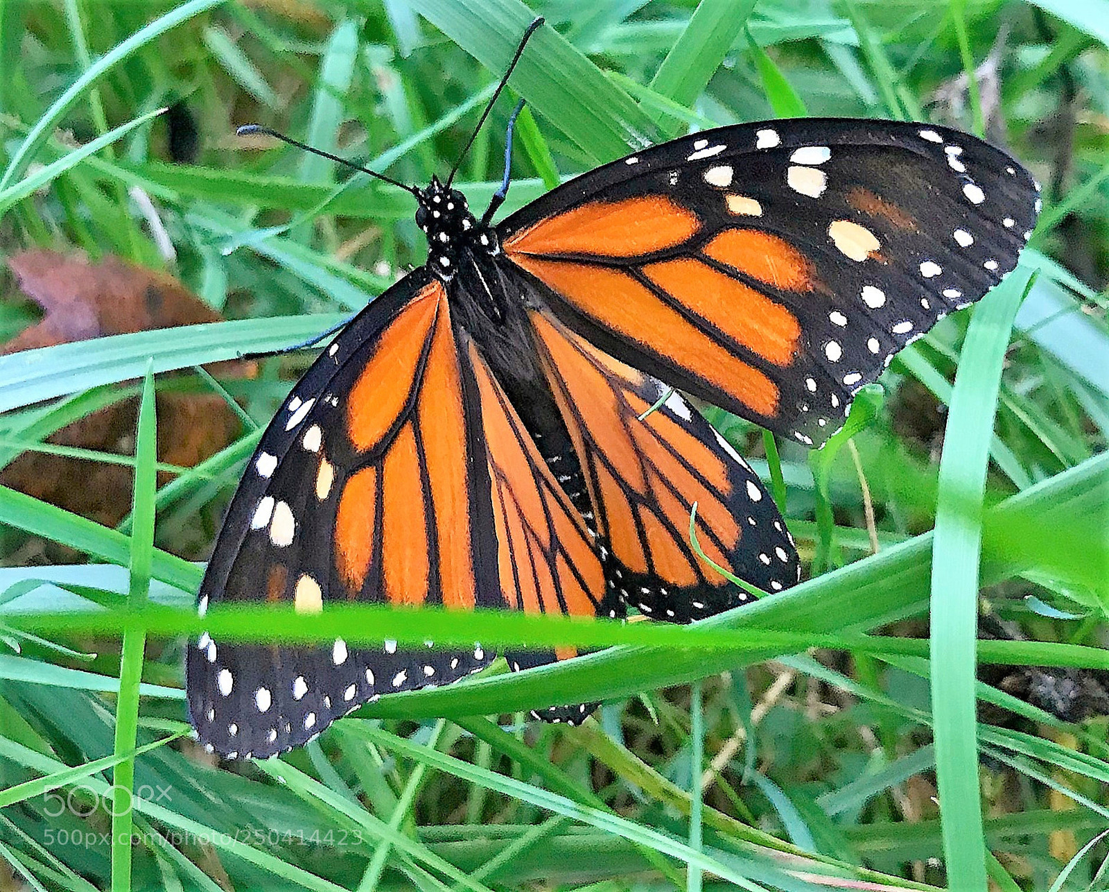 Apple iPhone 7 sample photo. Common tiger photography