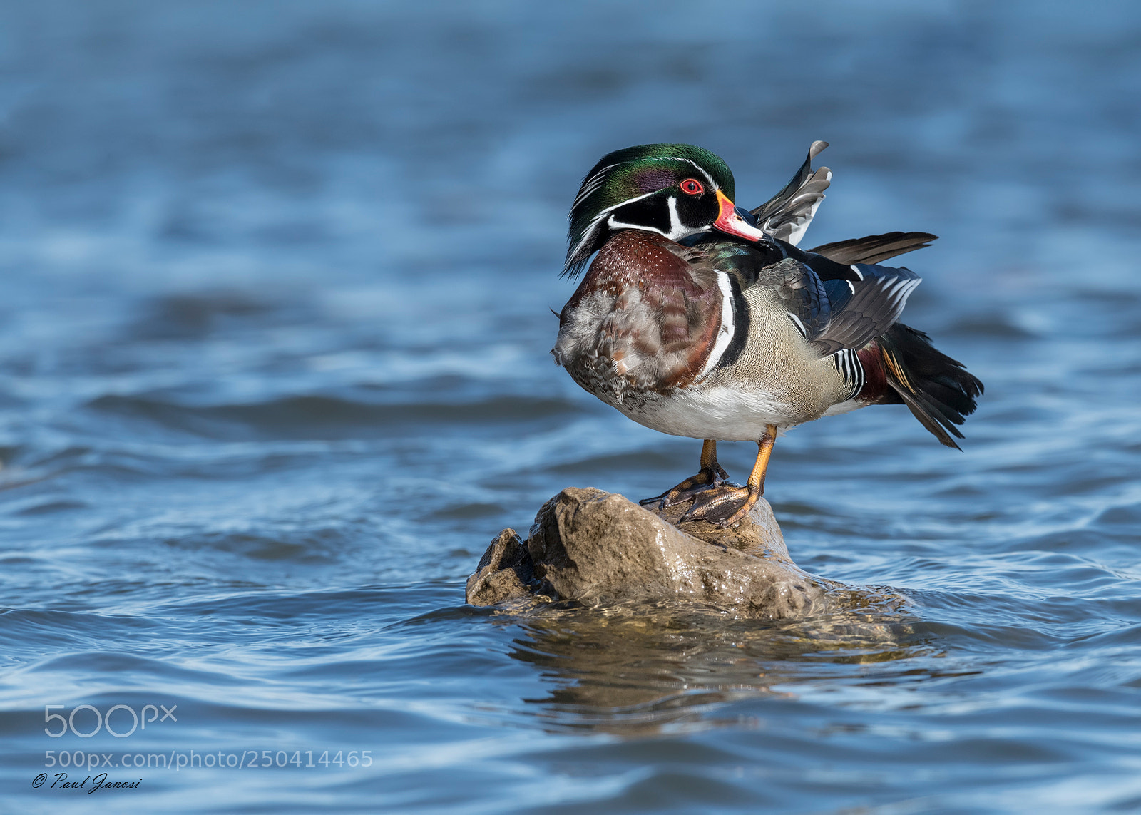 Nikon D850 sample photo. Wood duck drake photography