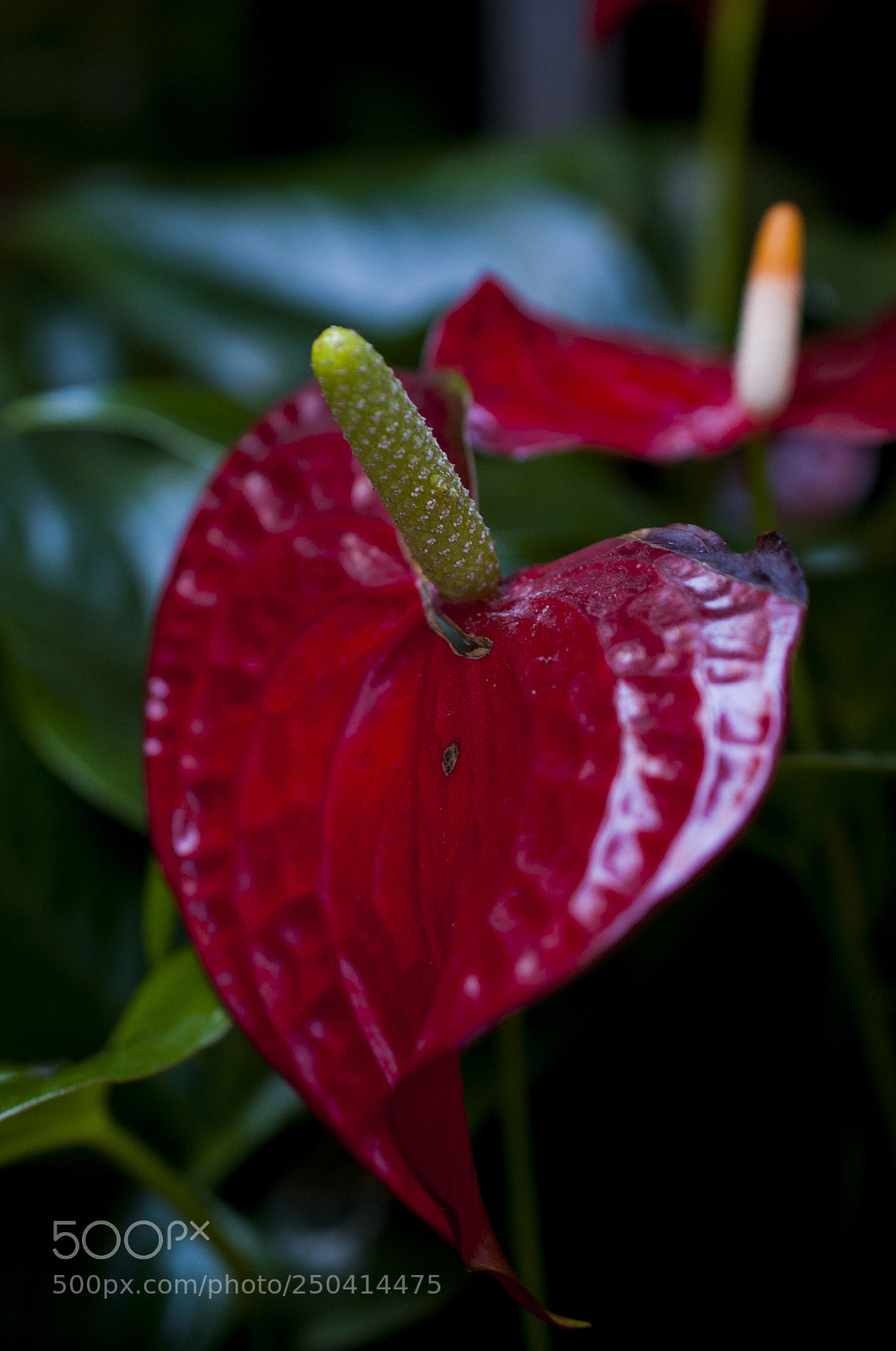 Nikon D700 sample photo. A red kalla photography