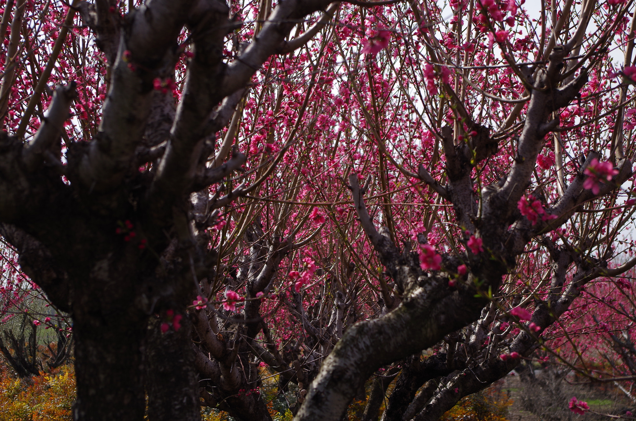 smc PENTAX-DA L 18-55mm F3.5-5.6 sample photo. Plum photography