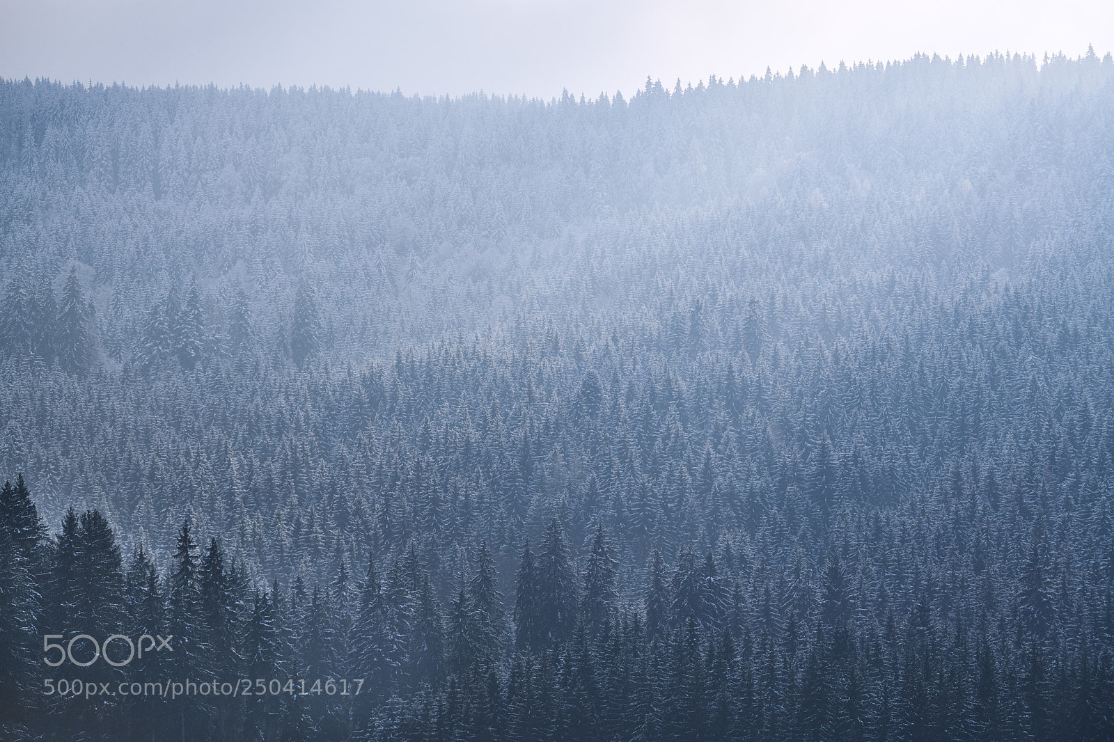 Nikon D850 sample photo. Moody black forest photography
