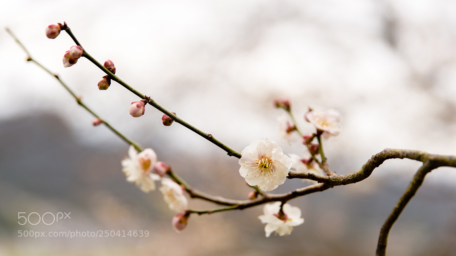 Nikon Df sample photo. Plum blossoms photography