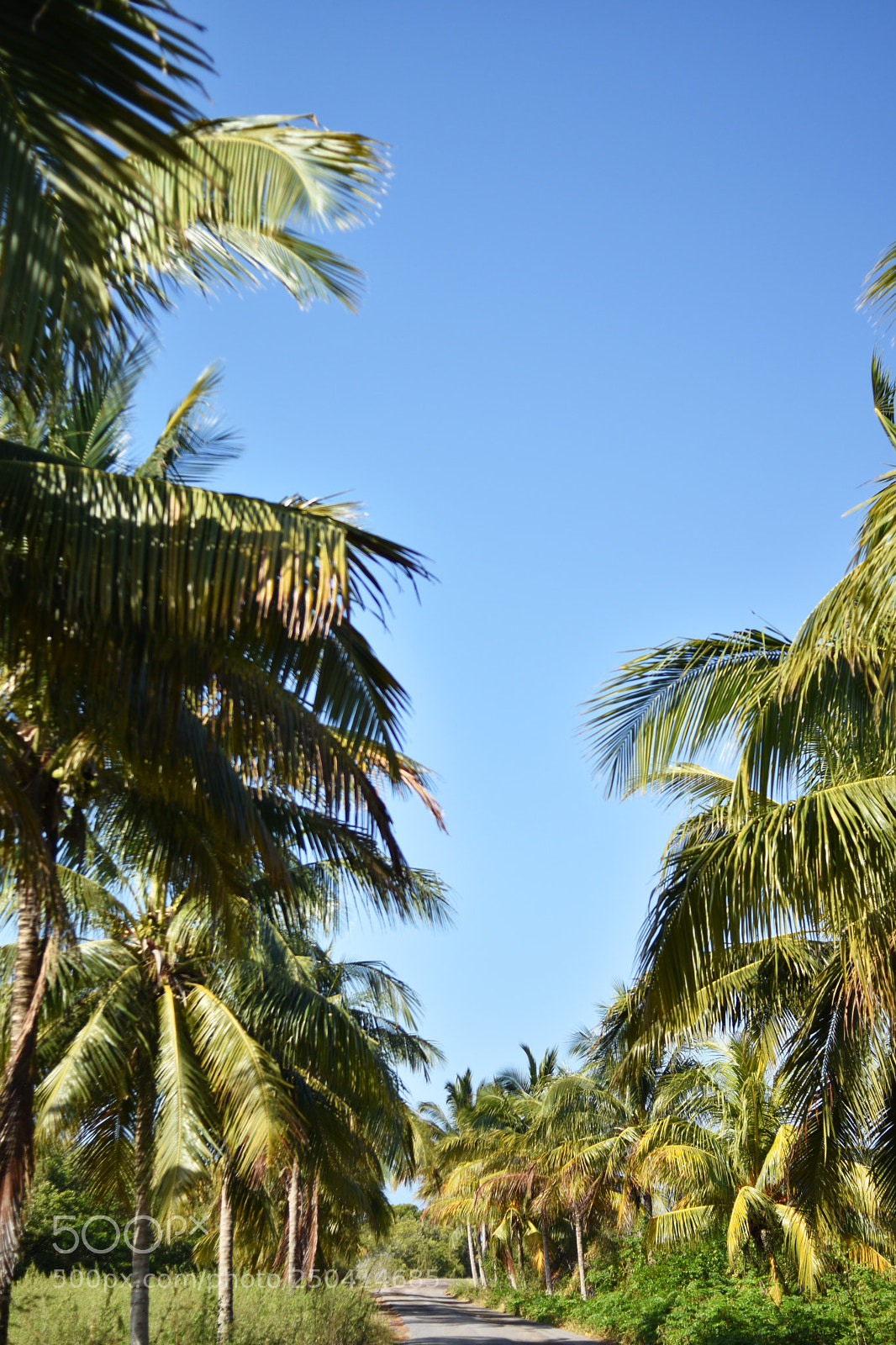 Nikon D5500 sample photo. Looking for fidel photography