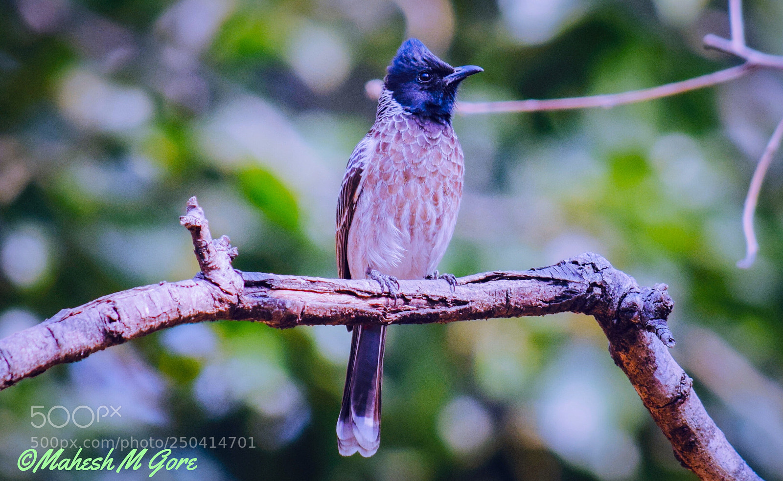 Nikon D5300 sample photo. Red vented bulbul  photography