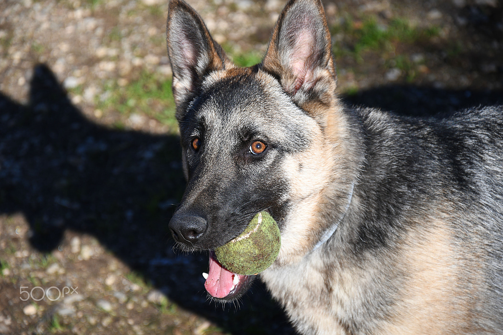 Nikon D7500 sample photo. Luna photography