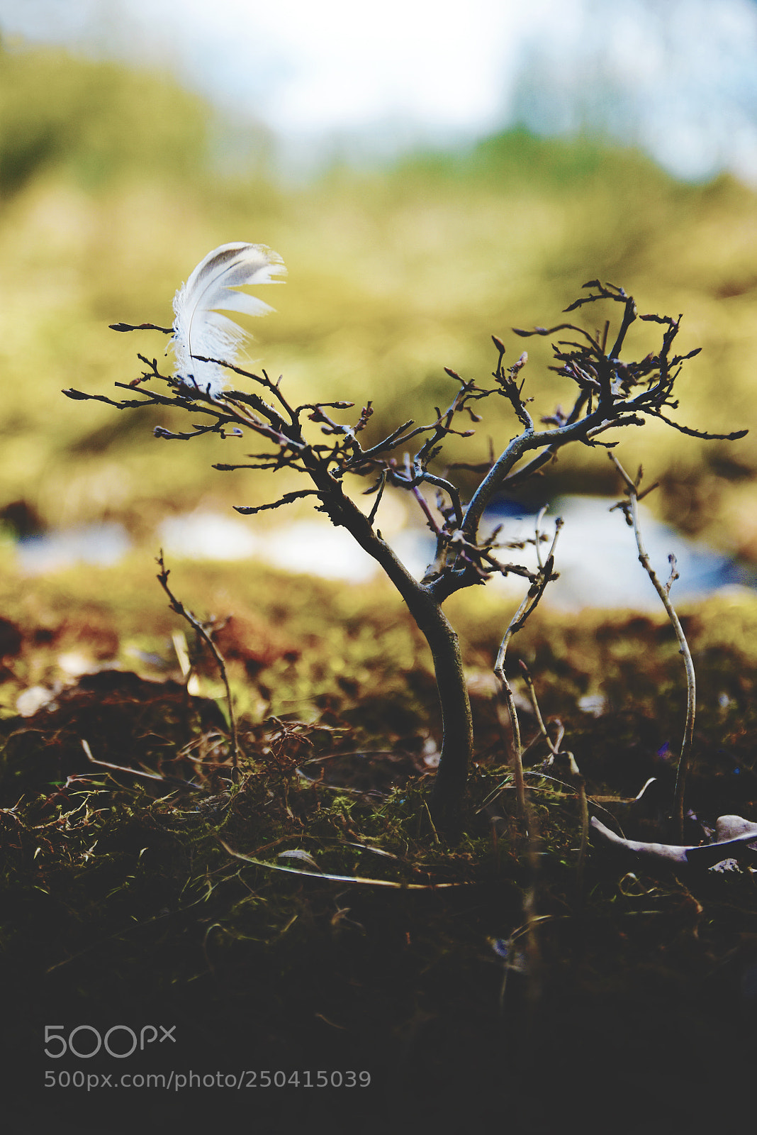 Nikon D7200 sample photo. Little tree and feather photography
