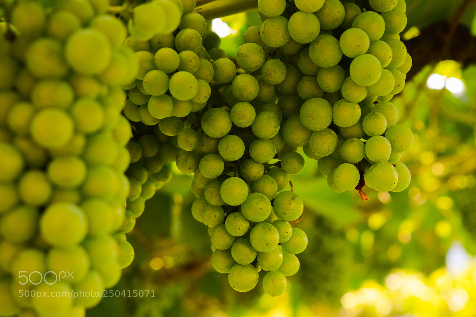 Nikon D3300 sample photo. Summer fruit photography