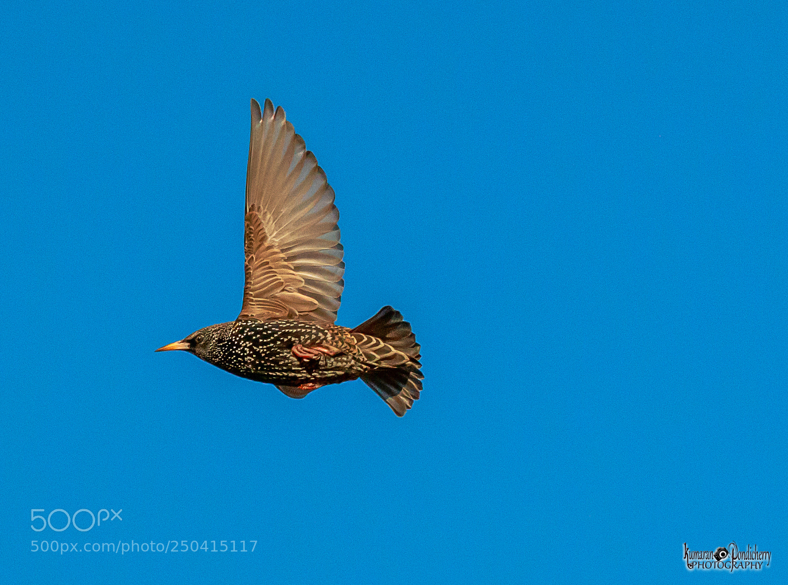 Canon EOS 70D sample photo. Time to fly <3 photography