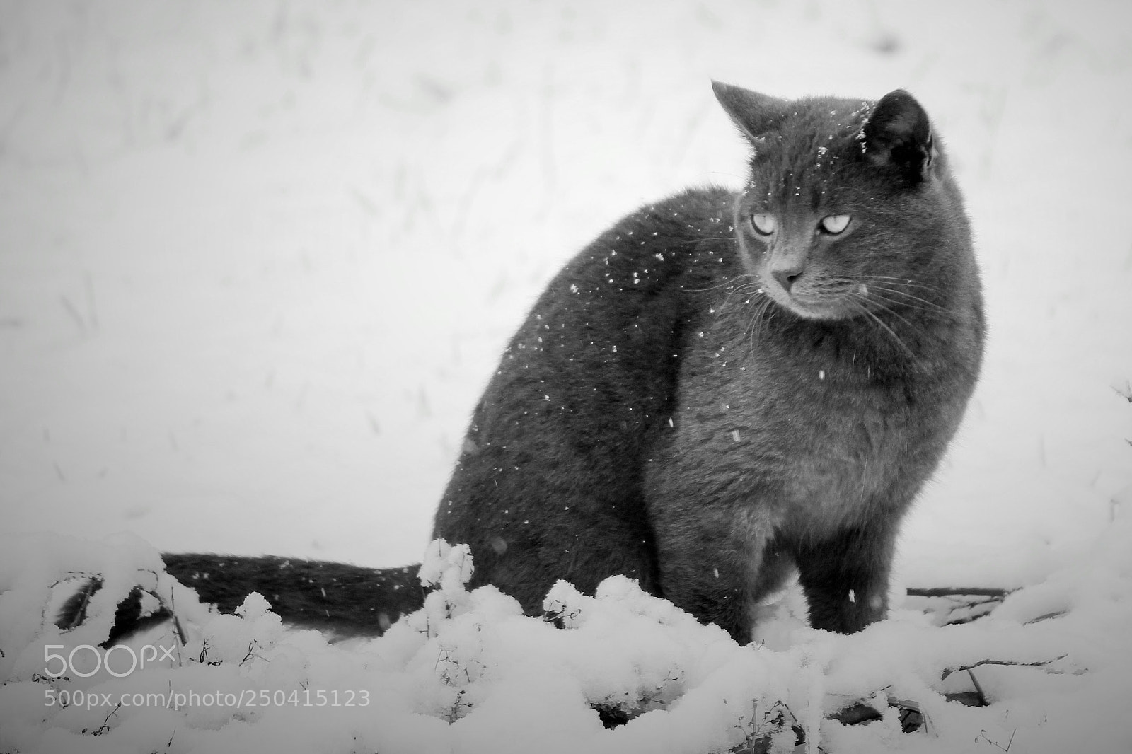 Canon EOS 550D (EOS Rebel T2i / EOS Kiss X4) sample photo. Little kitty cold photography