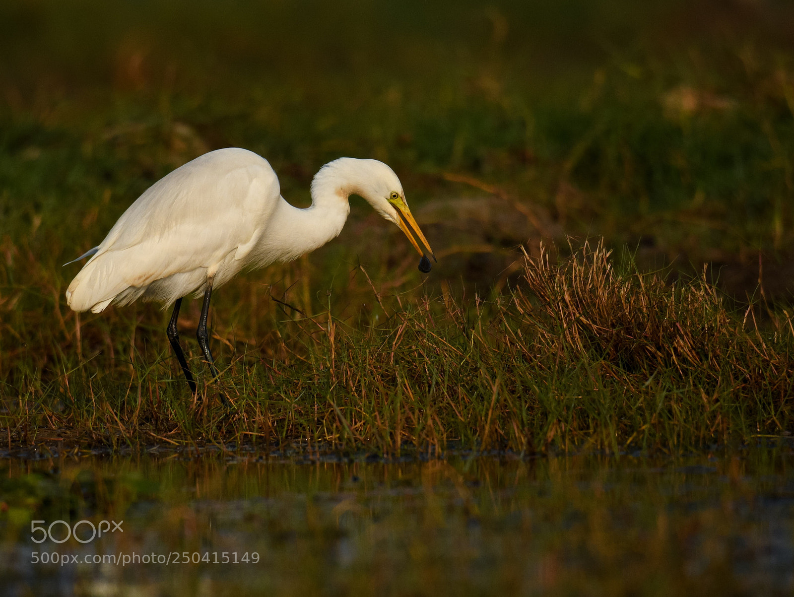 Nikon D500 sample photo. The egret  photography