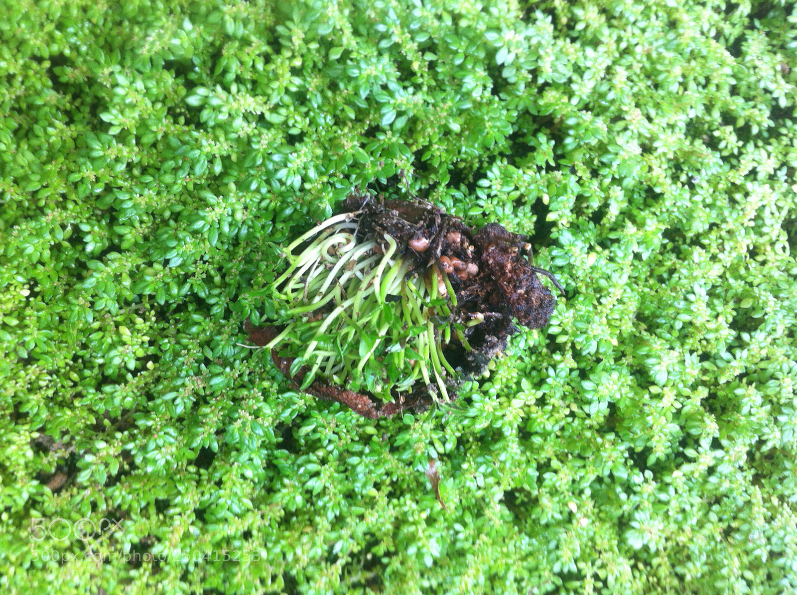 Apple iPhone 4 sample photo. Goiaba brotando photography