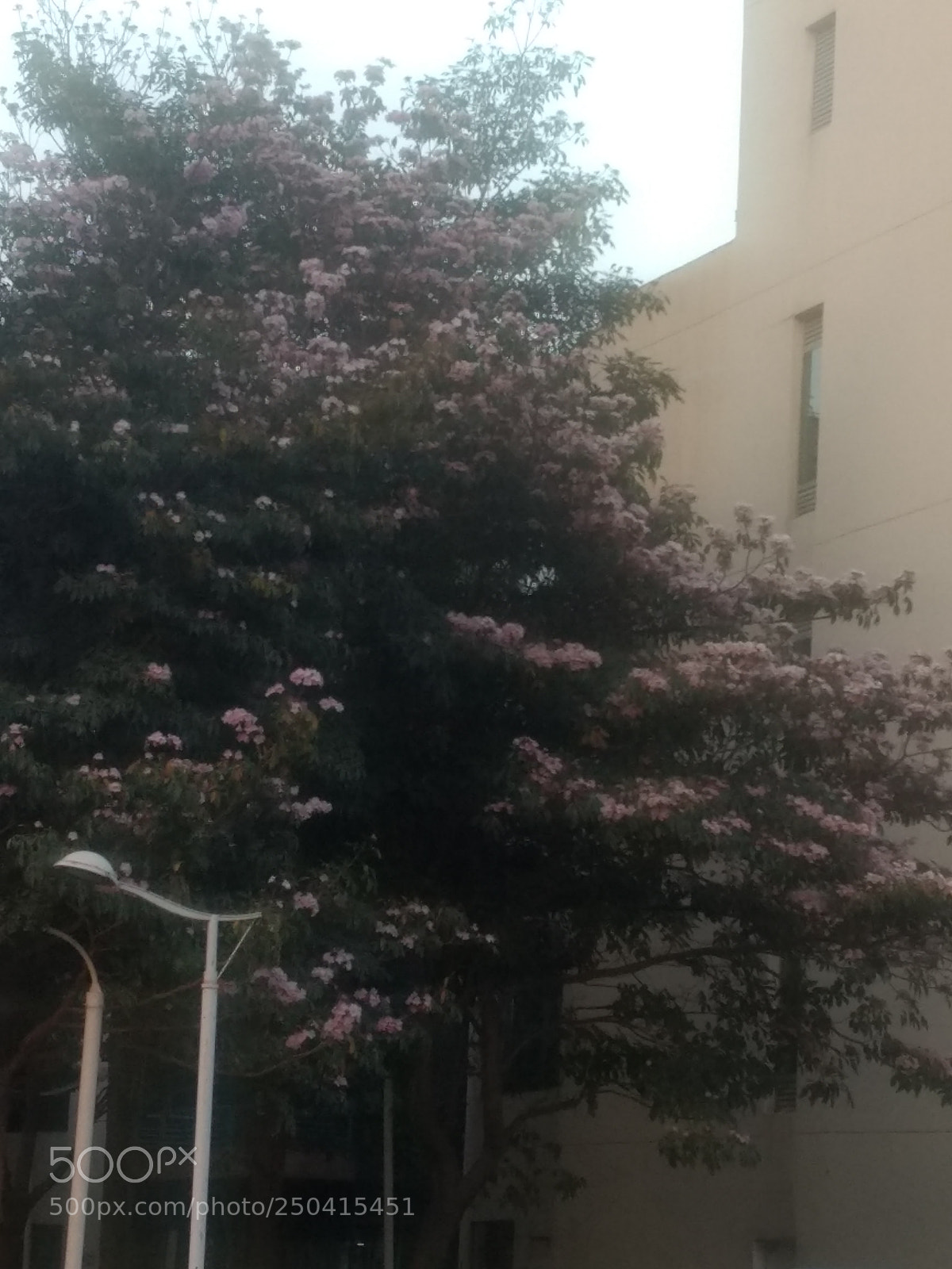 Motorola Moto G (4) sample photo. Spring blossoms photography