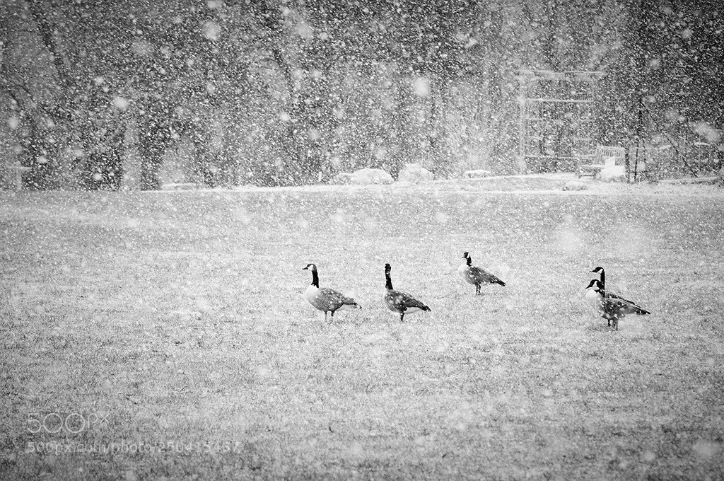 Nikon D300S sample photo. Strolling in the snow  photography