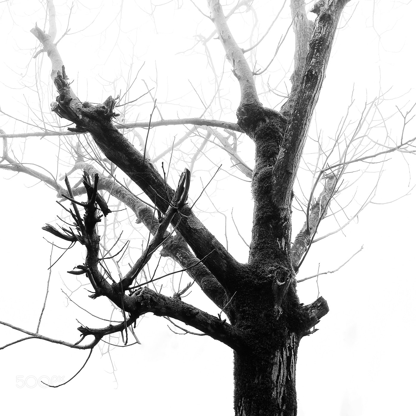Nikon D5500 sample photo. Branches photography