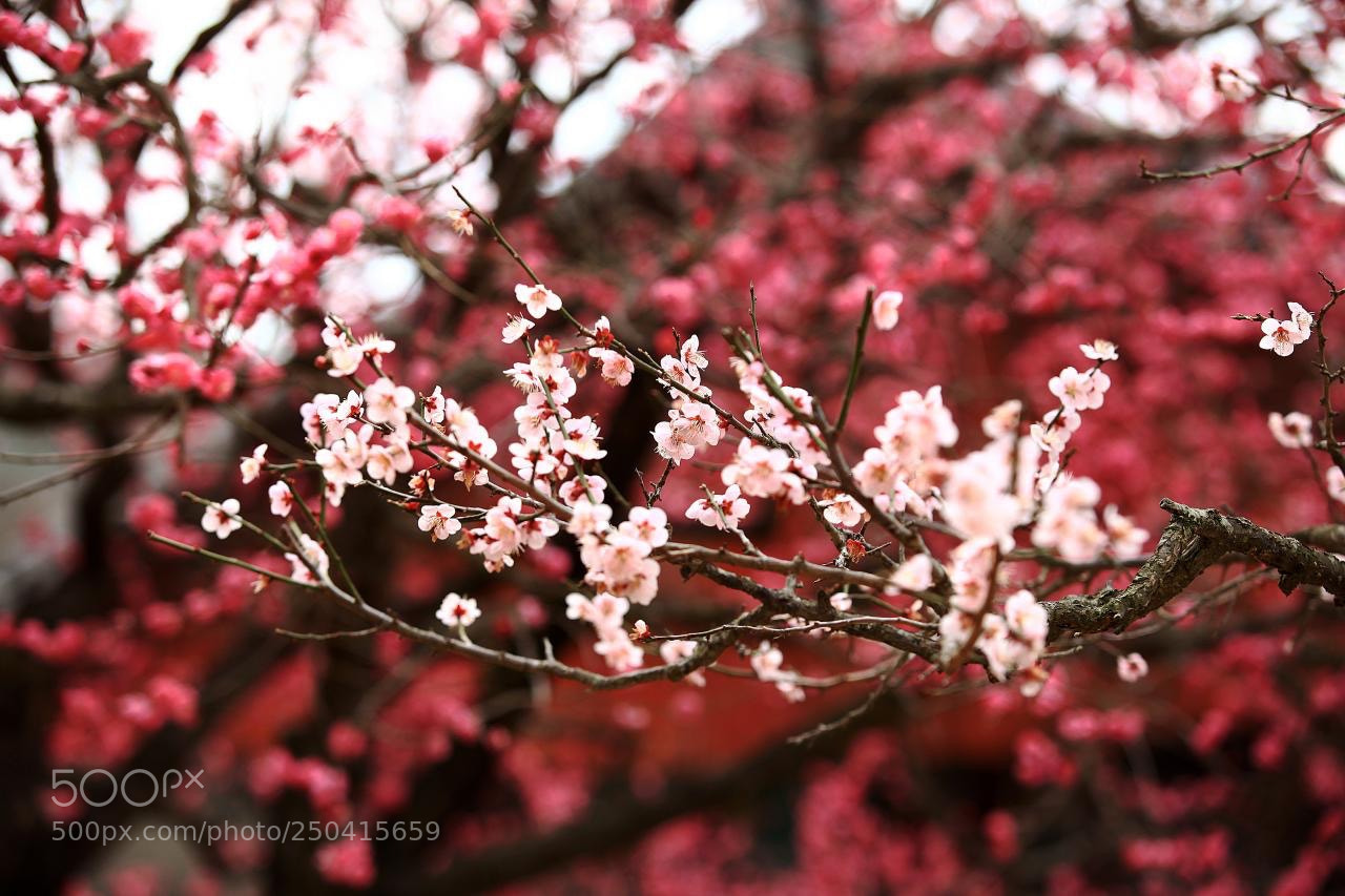 Canon EOS 5D Mark II sample photo. Red mash photography