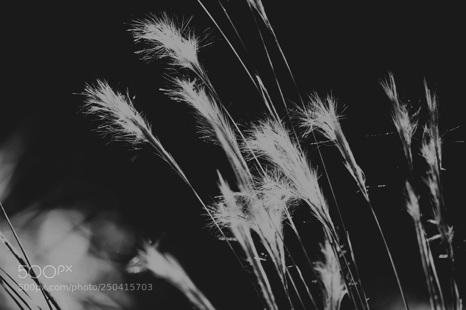 Nikon D7100 sample photo. Untitled photography