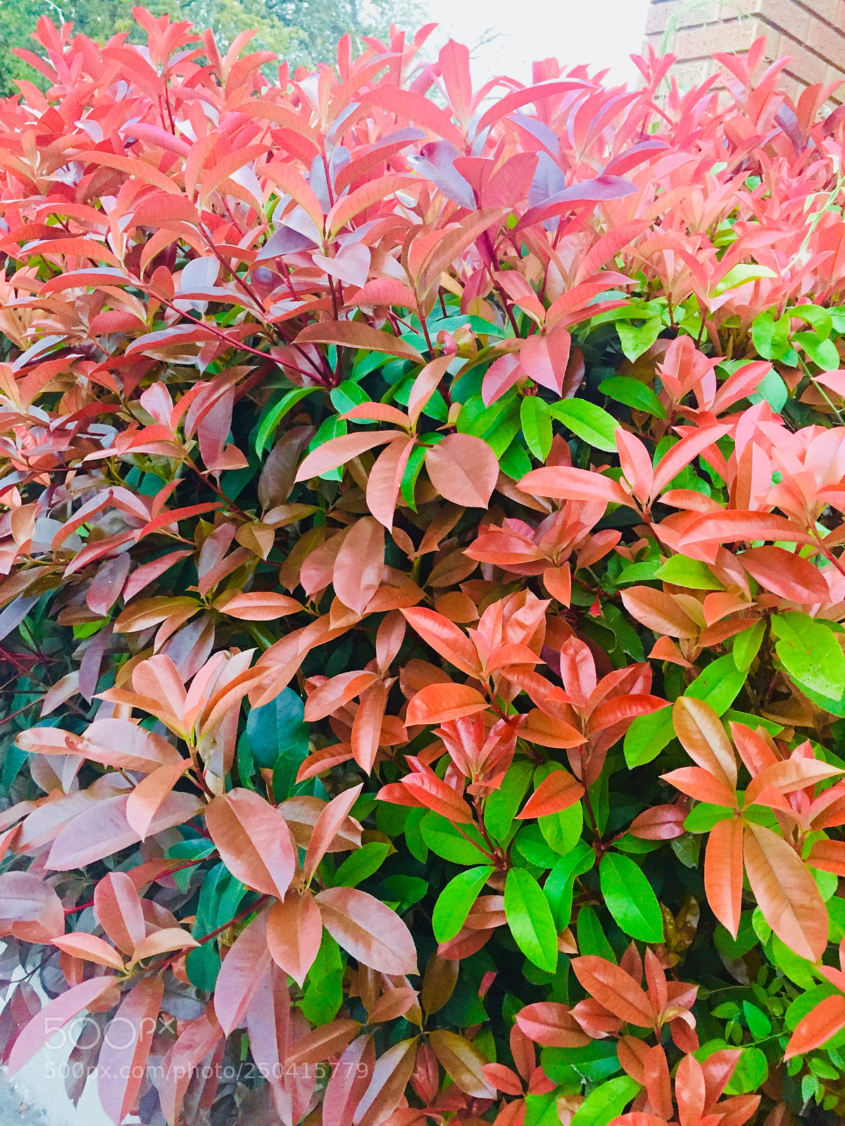 Apple iPhone 6 sample photo. Untitled photography