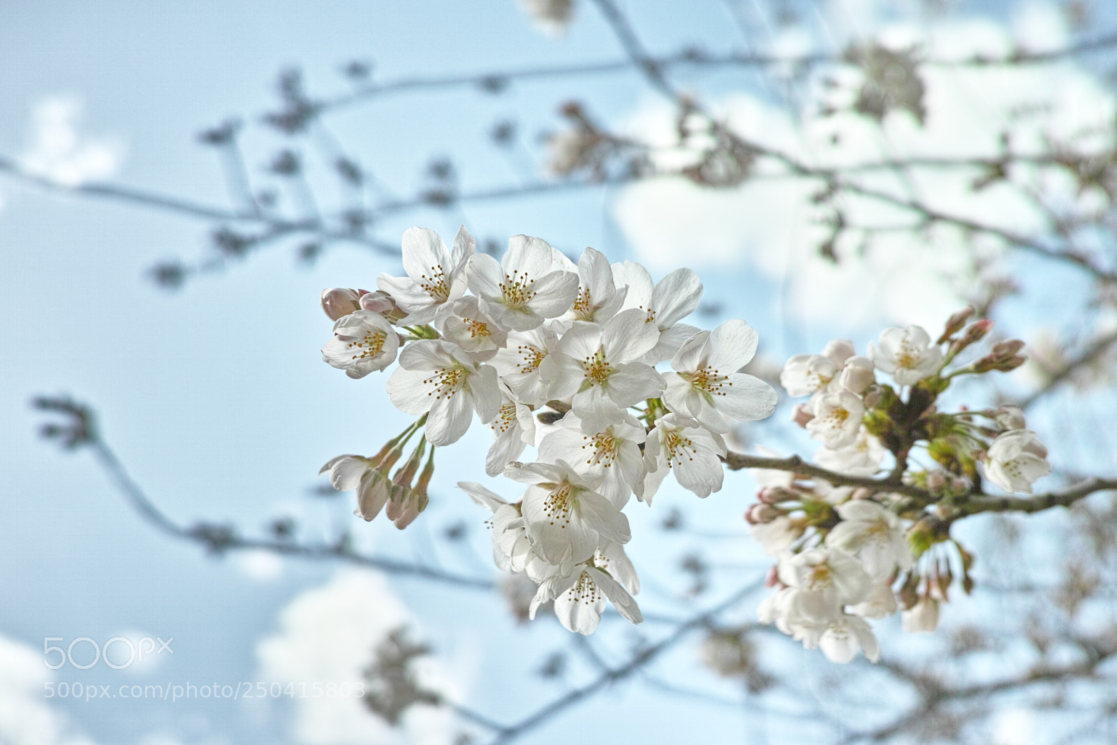 Sigma DP2 Merrill sample photo. Sakura photography