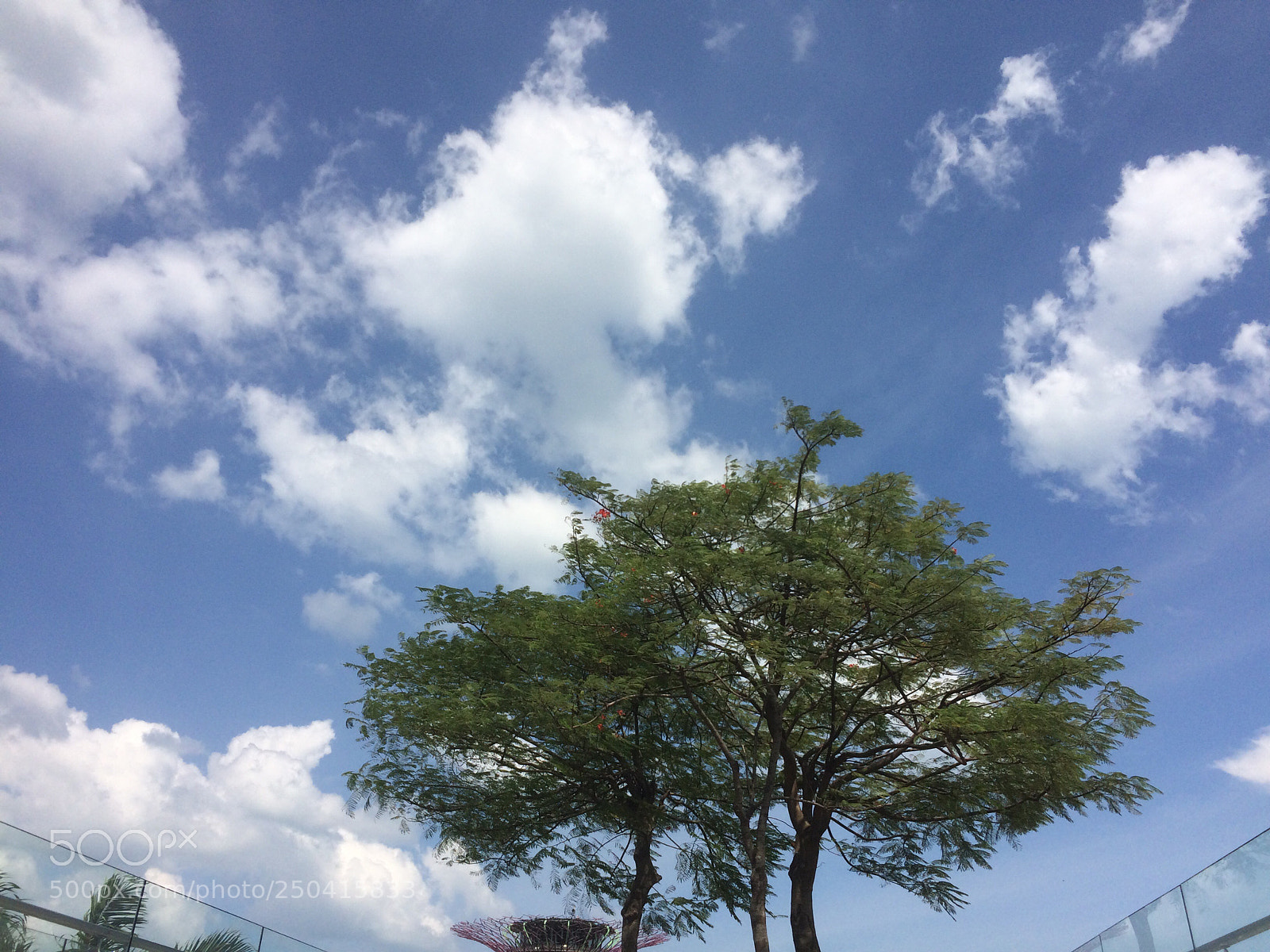 Apple iPhone 5s sample photo. Trees with sky photography
