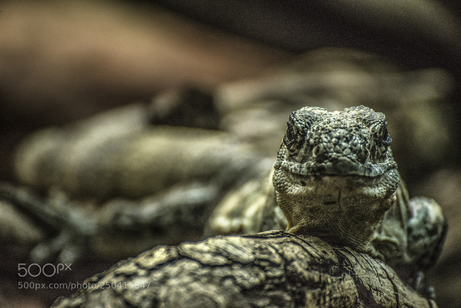 Nikon D610 sample photo. Resting lizard photography