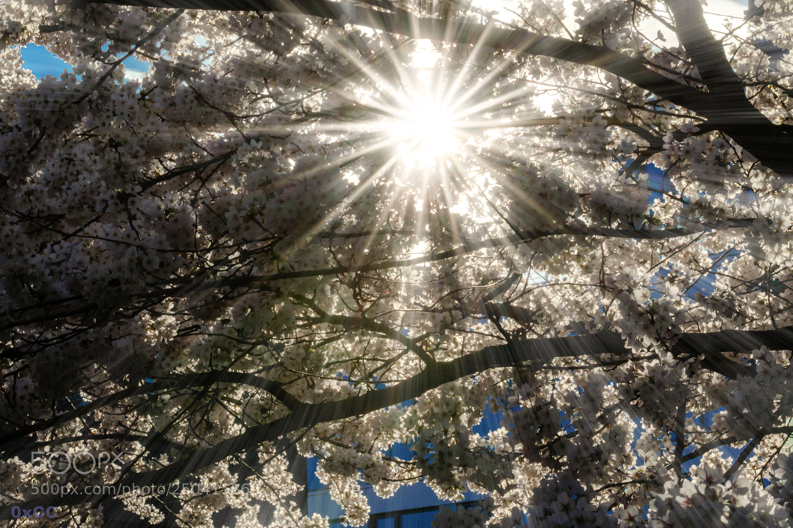 Canon EOS 7D Mark II sample photo. Leaf canopy with sunbeams photography