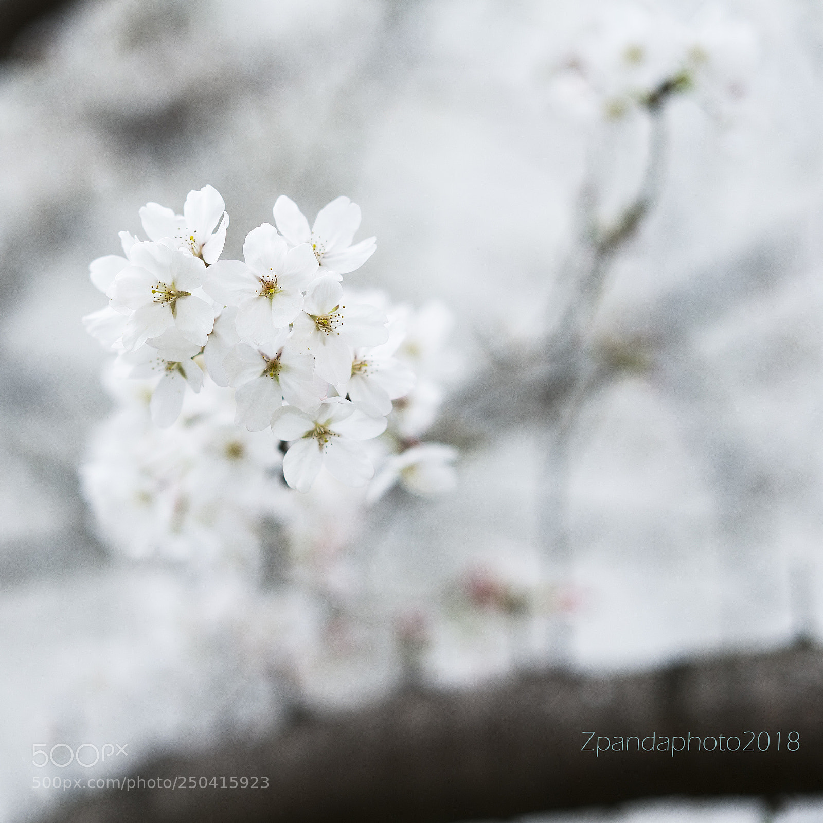 Sony a7R III sample photo. Sakura photography