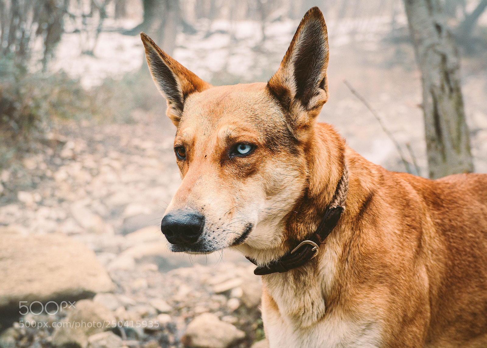 Nikon D7100 sample photo. Blue eye dog photography