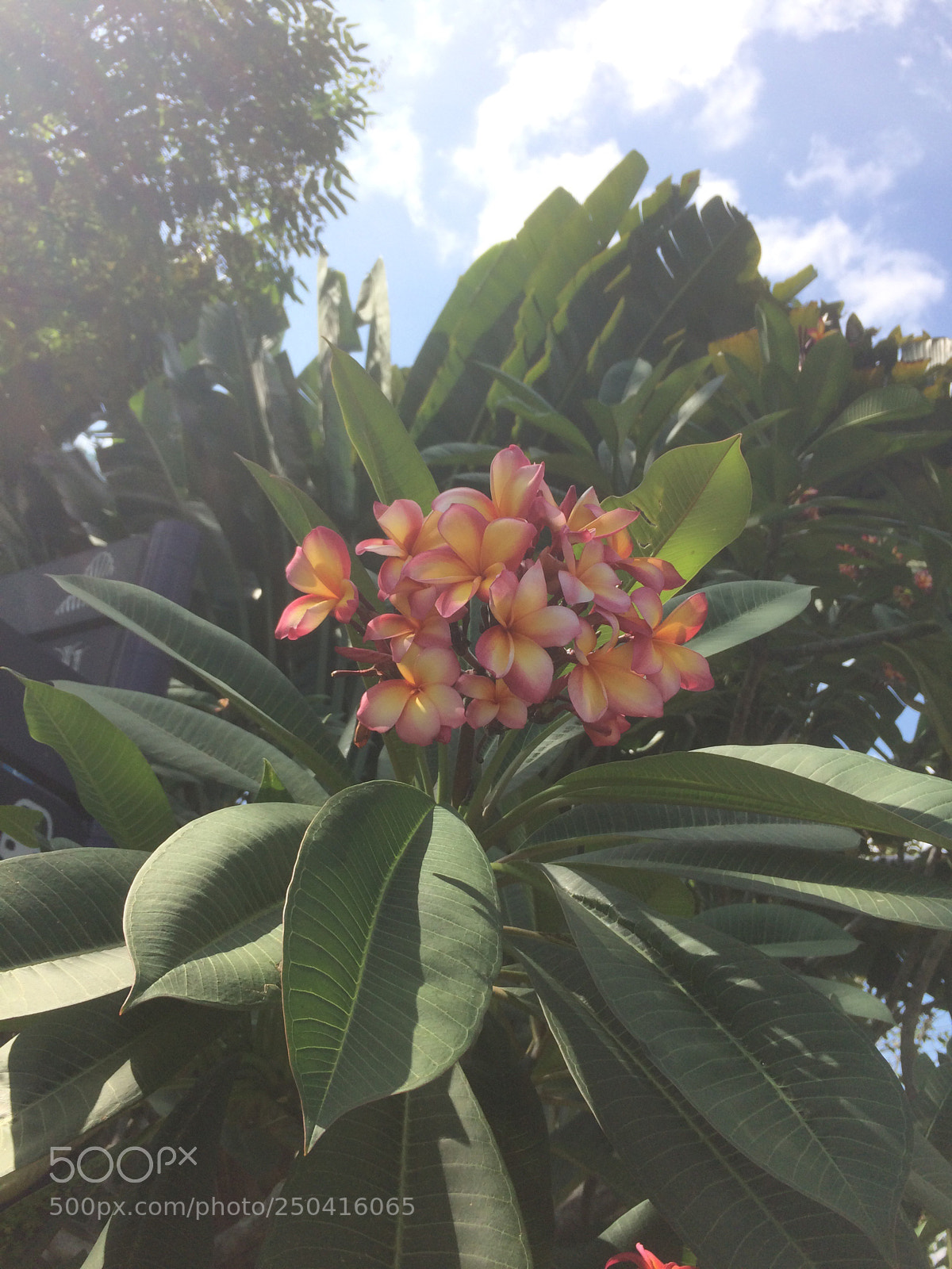 Apple iPhone 5s sample photo. Flowers spotted photography