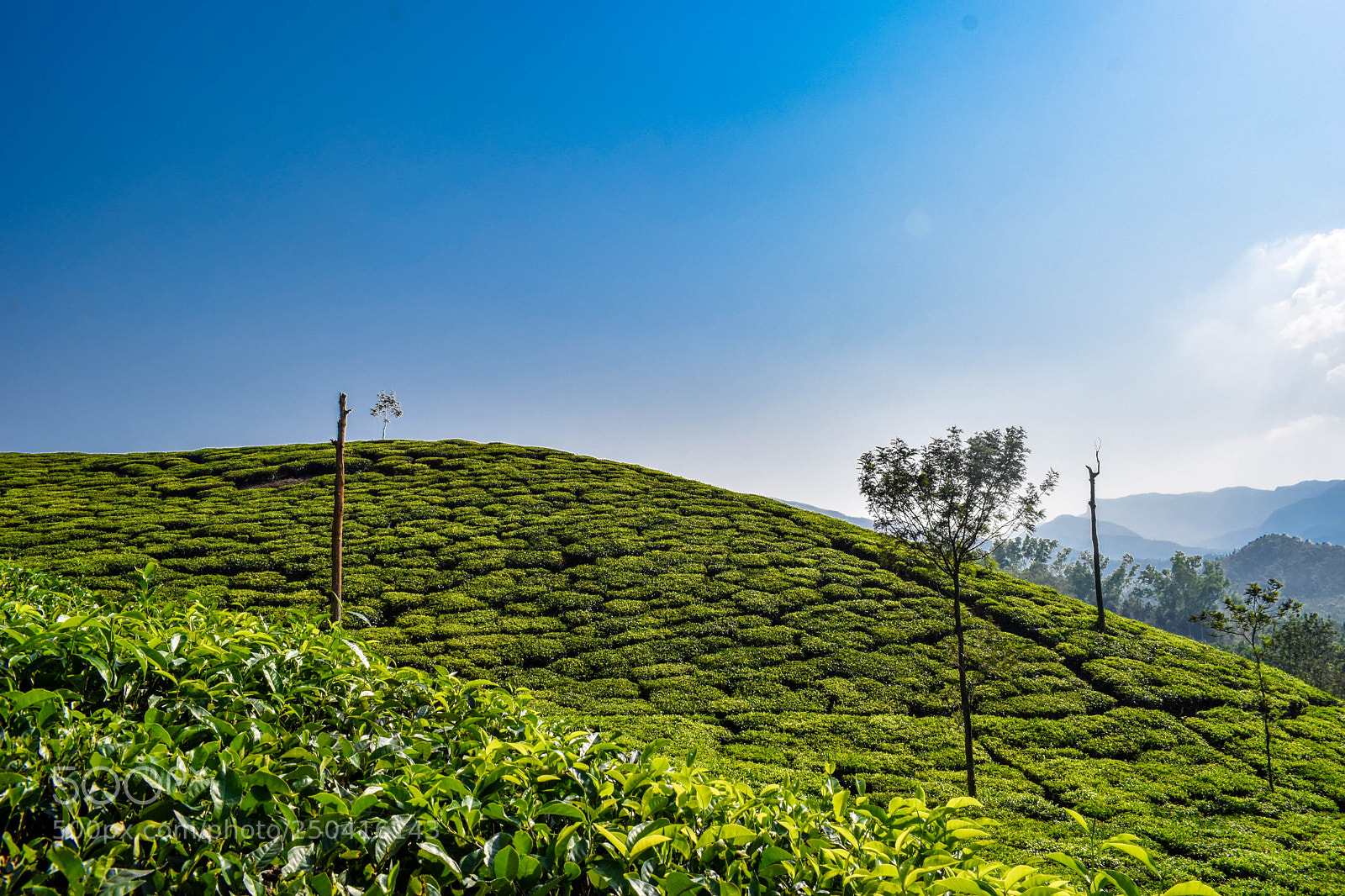 Nikon D3300 sample photo. Tea plantation photography
