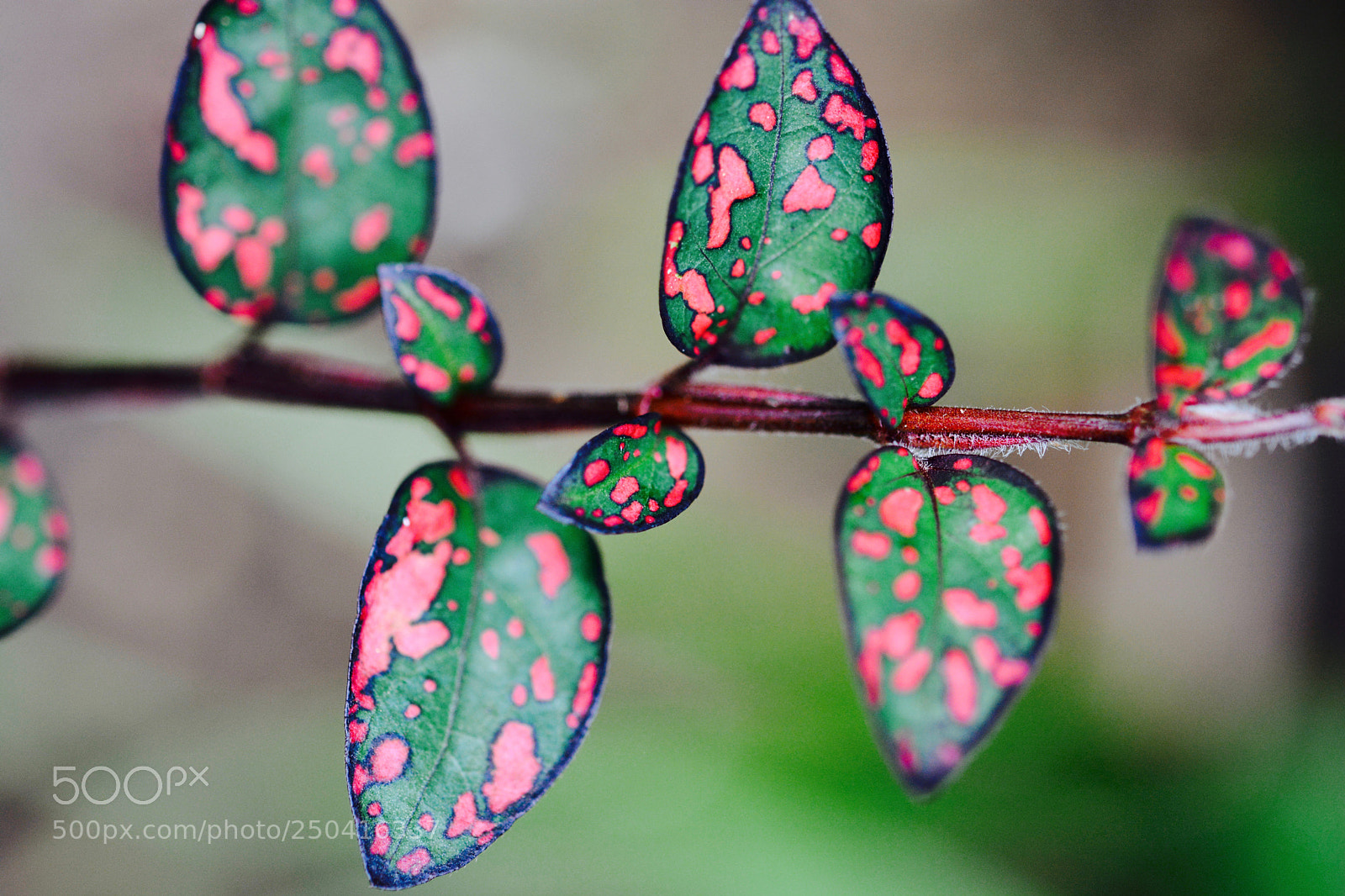 Nikon D7100 sample photo. Untitled photography
