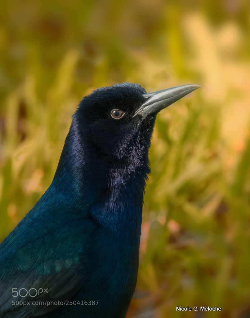 Sony Cyber-shot DSC-RX10 III sample photo. Blackbird - quiscale photography