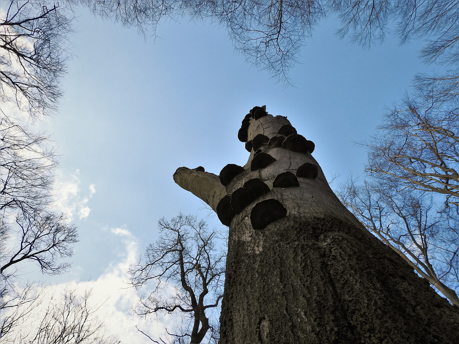 Nikon Coolpix P900 sample photo. Dead tree with mushrooms photography