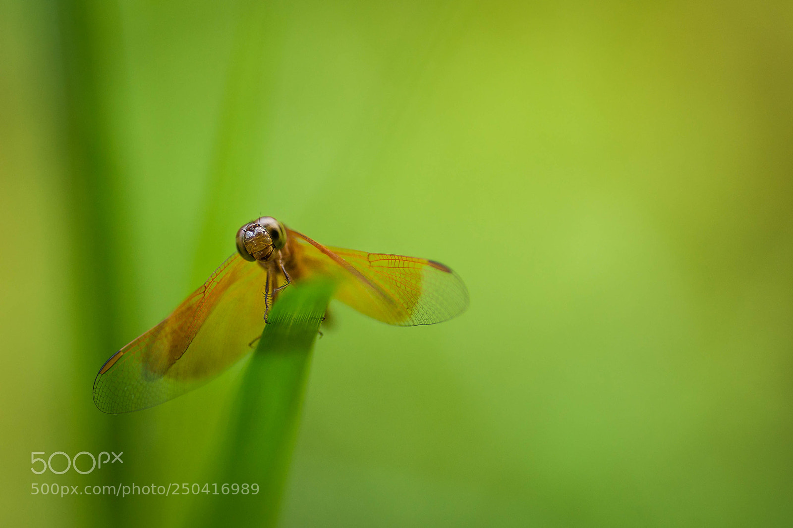 Sony Alpha DSLR-A900 sample photo. Dragonfly in ream national photography