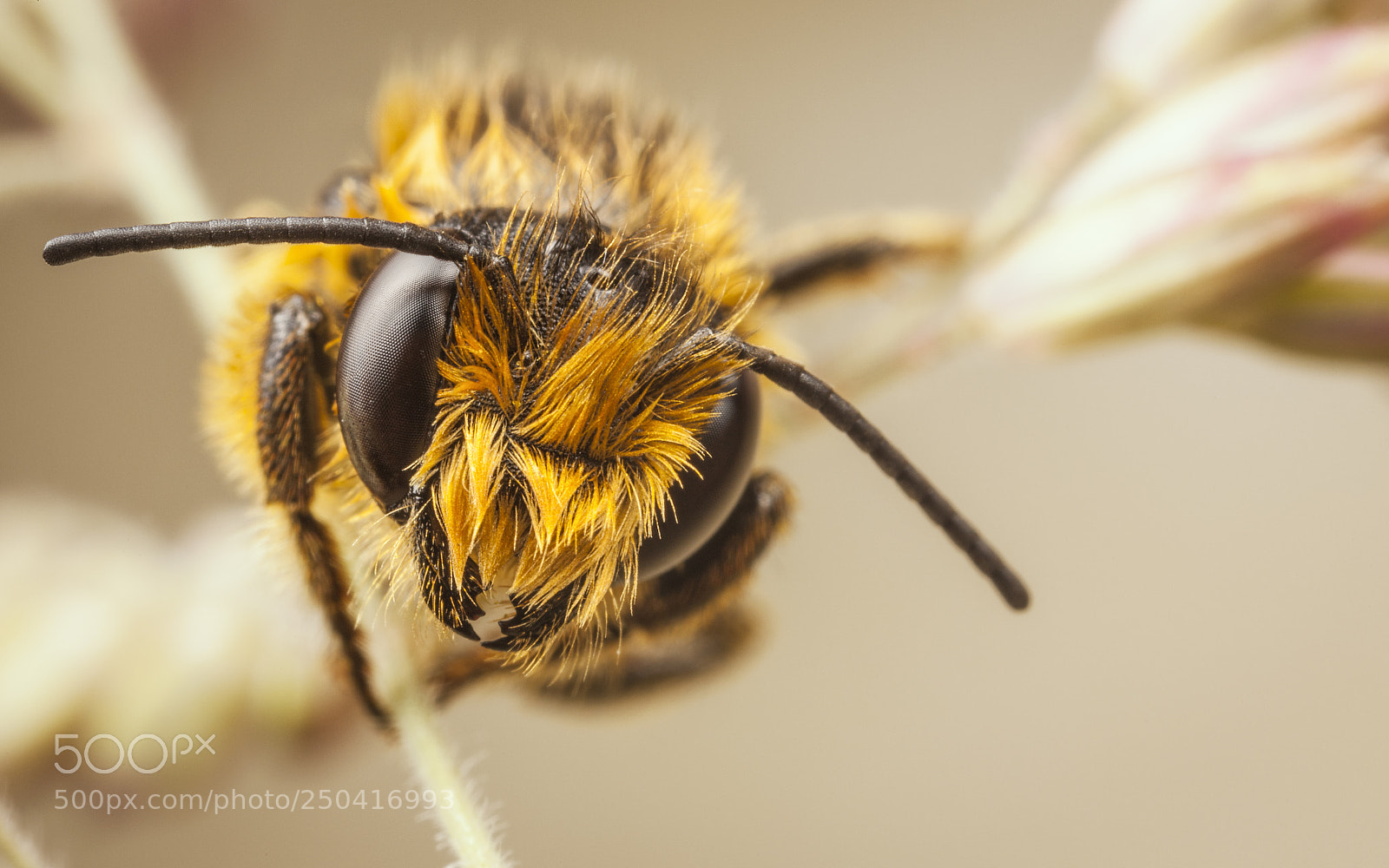 Canon EOS 5D Mark II sample photo. Red mason bee photography