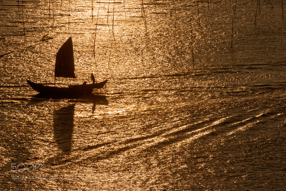 Nikon D800 sample photo. Sea of gold photography
